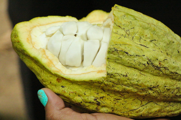 inside the cacao fruit