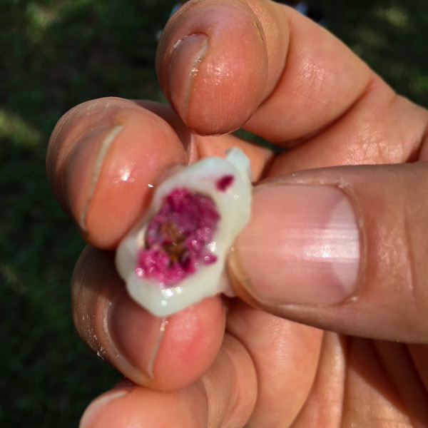 inside the white fruit of the Cacao, you find a nutty center and its purple