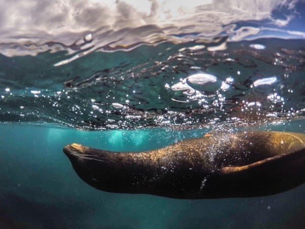 sealion in galapagos islands