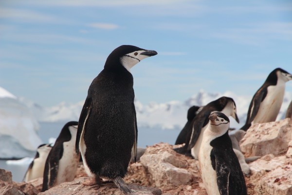 Penguins in Antartica