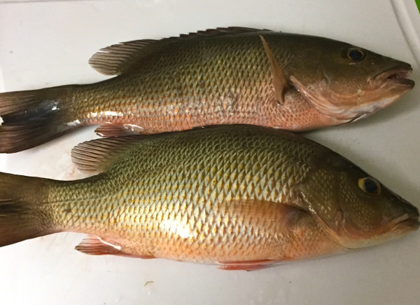 mangrove snapper-caught in the florida keys-islamorada