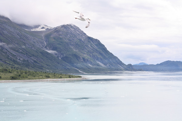 sailing in through the inside passage, glacier bay national park alaska