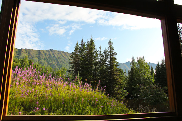 fire weed and the local Alaskan mountains at the Princess lodge in  