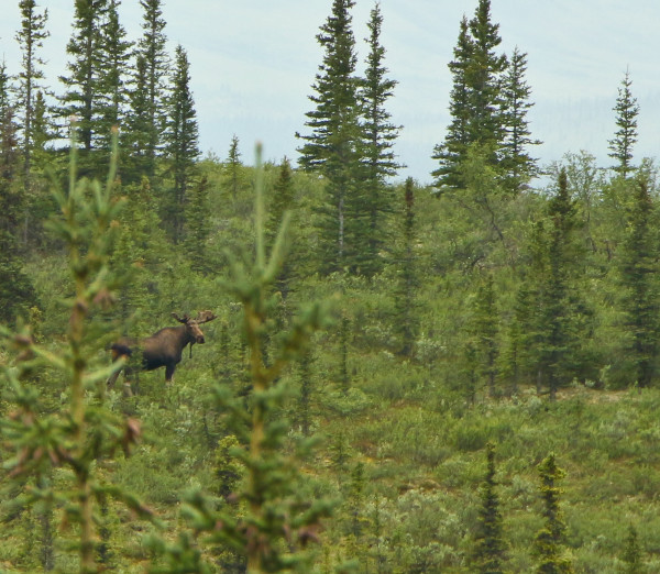 Moose spotted on the Denali National Park Bus Tour