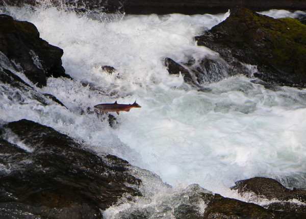 Watching the Salmon make the jump on the Kenai on the Peninsula in Alaska