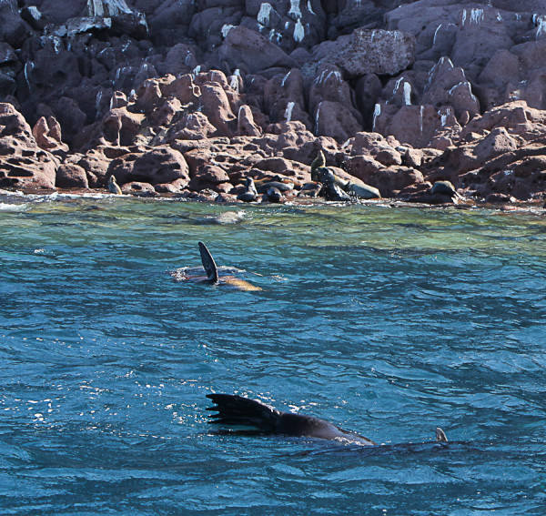 the sea lion colony in La Paz, BCS, Mexico