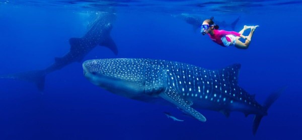 snorkel with whale sharks 