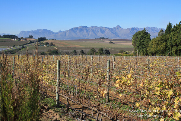 winery Amani located in stellenbosch, south africa