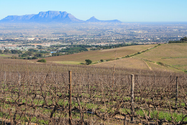 vineyards come with a view in stellenbosch, south africa