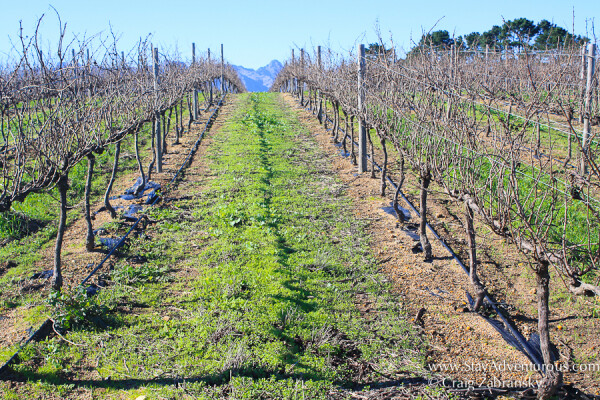 the vies and vineyards at mooiplas in stellenbosch, South Afrcia