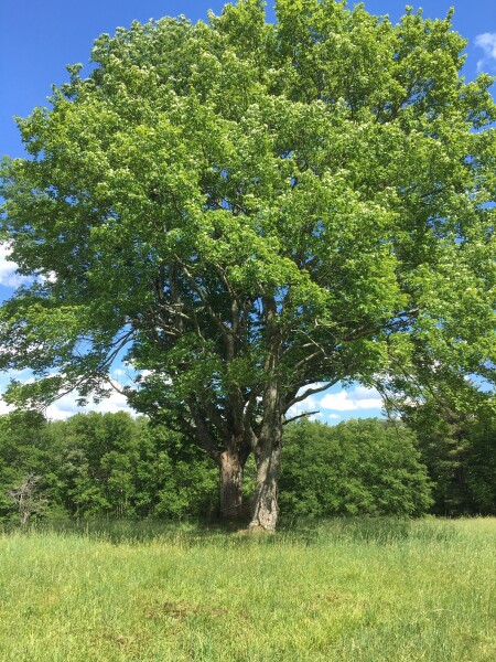 the meadows at the lodge at woodloch, a destinaiton spa in the pocono mountains of Pennsylvania