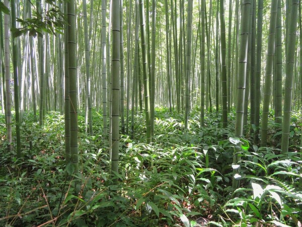 Bamboo Forest Kyoto, Japan