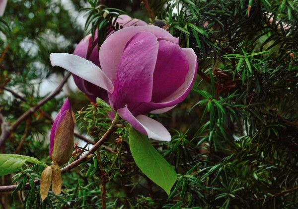photo of a tulip flower in the royal botanical garden in ontario 