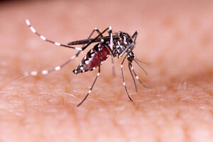Dengue, zika, chikungunya, Mayaro, Yellow fever mosquito (aedes aegypti)
