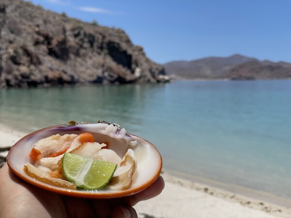 almejas rienas, the queen clams of loreto found in conception bay mulege baja california sur