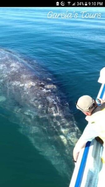 grey whales magdalena Bay Puerto Aldofo Lopez Mateos Baja California Sur, Mexico with Garcia Tours