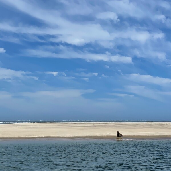 a lone sea lion on the shores of magdalena island in Puerto Adolfo Lopez Mateos Baja California Sur, Mexico