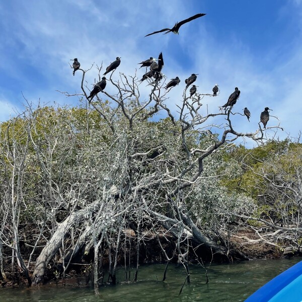 nest frigate birds on Magdalena Island in the Magroves by Puerto Adolfo Lopez Mateos Baja California Sur, Mexico