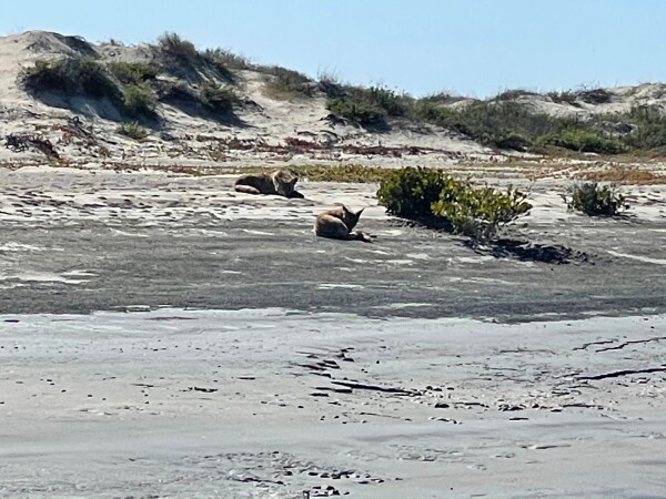 Coyotes on Magdalena Island from a boat leaving Puerto Adolfo Lopez Mateos Baja California Sur, Mexico