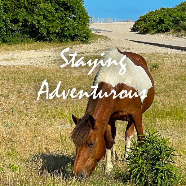 the wild horses found at the national park service national seashore of assateague island in Maryland