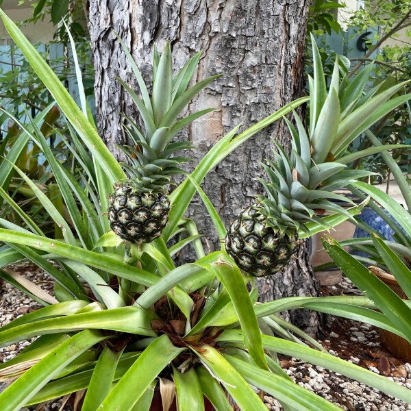 two pinneapples growing in my yard