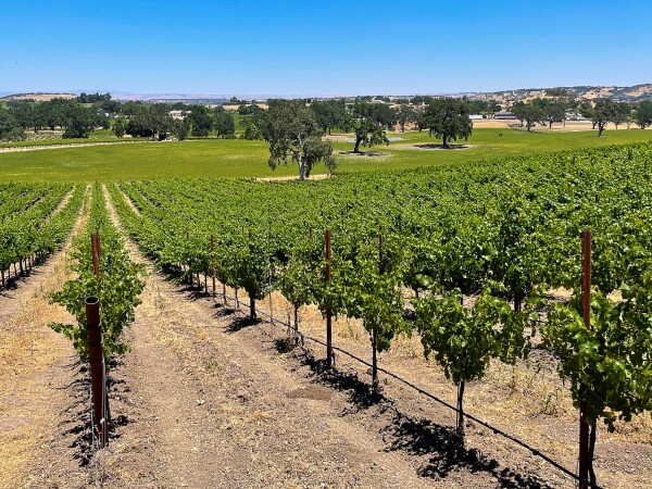 viewing the vineyards of Paso Robles