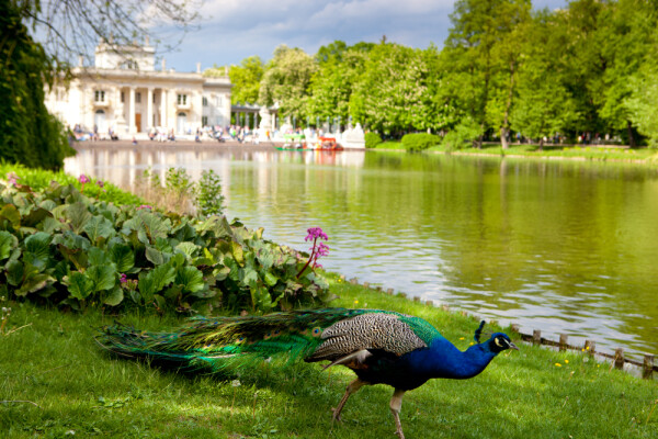 Lazienki, Royal Baths Park In Warsaw, Poland