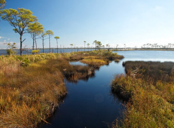 Bon Secour National Wildlife Refuge: a bird watching paradise in Alabama Gulf Shores