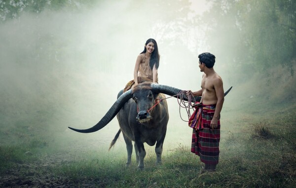 countryside cambodia adventure, women on an ox in jungle