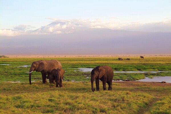 African Elephants in east africa with Mount Kilamanjaro in the backdrop