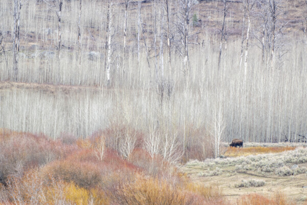yellowstone bisone photo by tom murphy