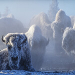 tom murphy bison photograph yellowstone