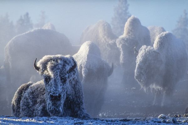 tom murphy bison photograph yellowstone